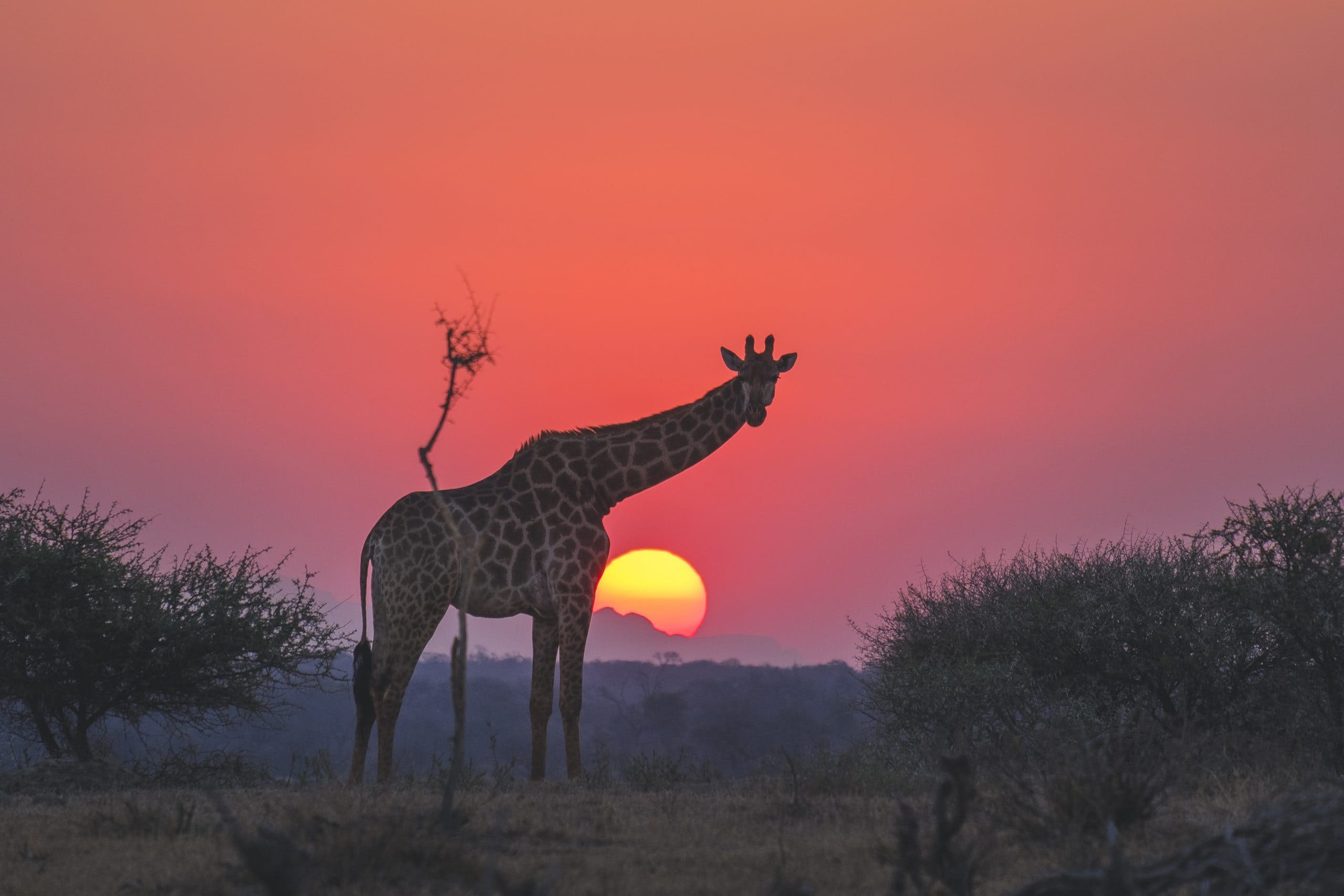 Jabulani-Giraffe-at-sunset1-scaled