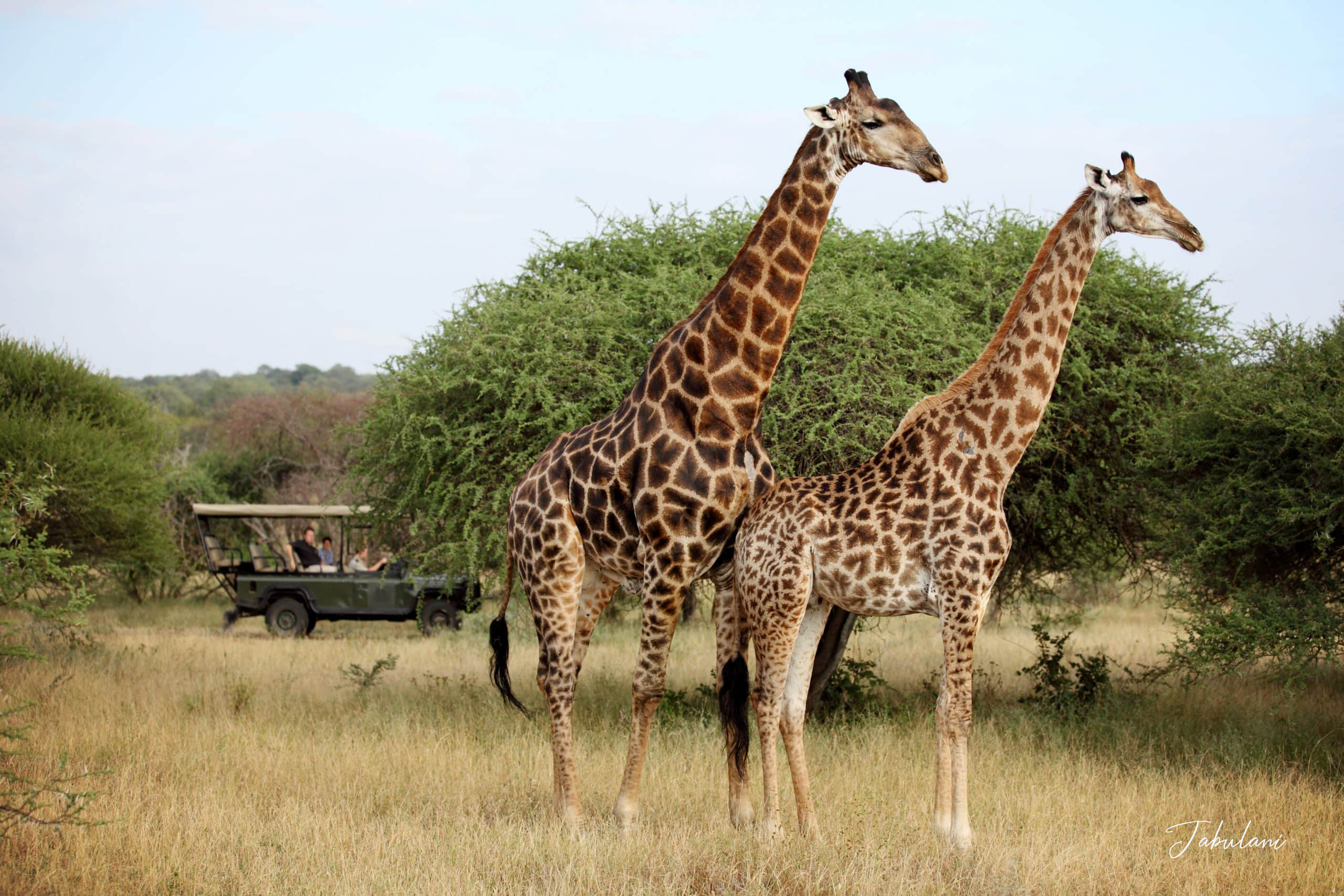 Jabulani-wildlife-Giraffes-scaled
